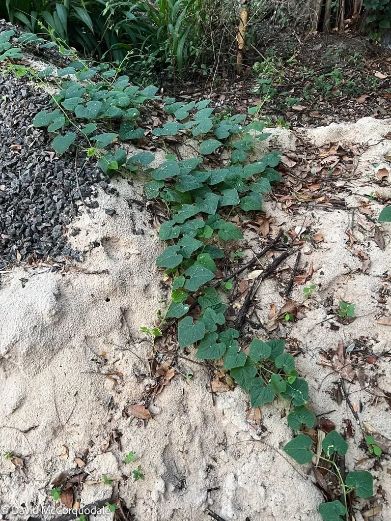 Cyclantheropsis Parviflora