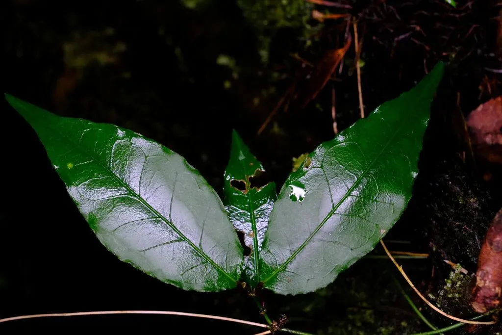 Thin-leaved Silkpod