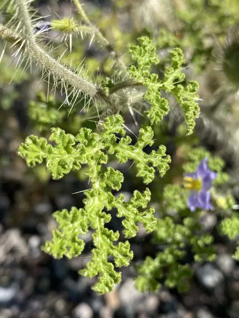 Melon-leaved Nightshade
