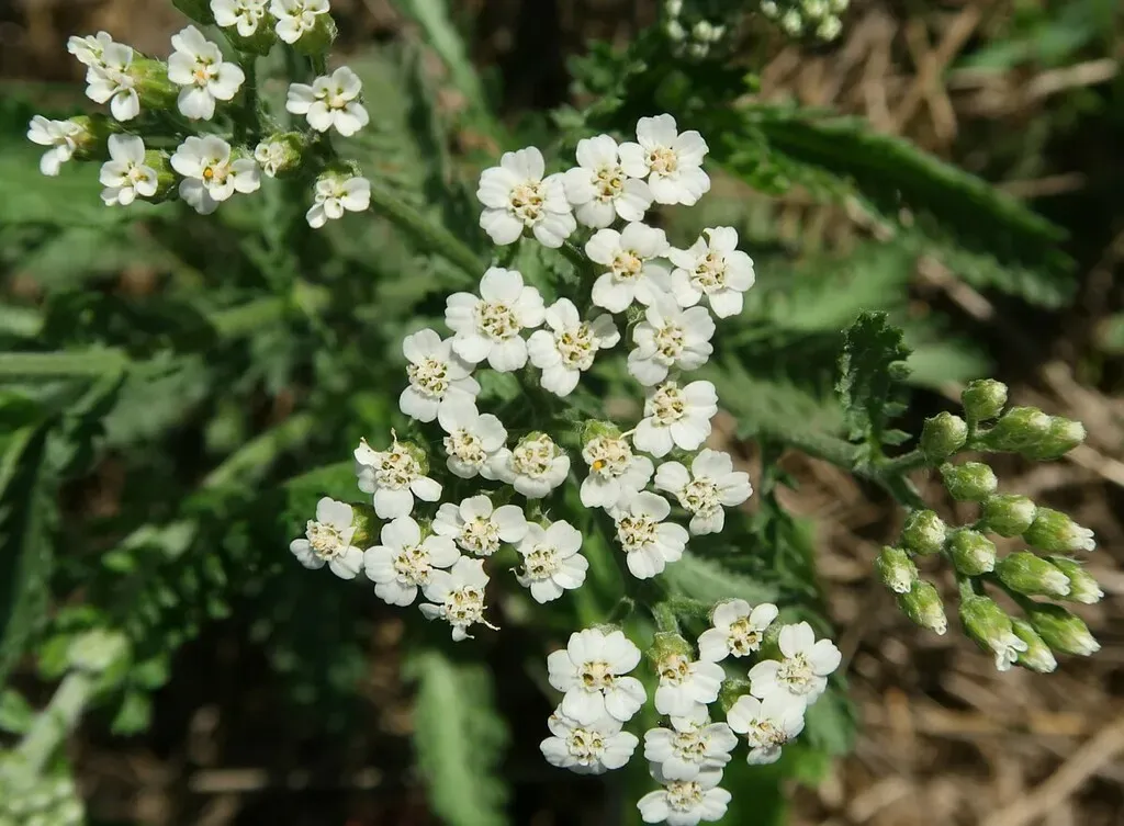 Achillea Inundata
