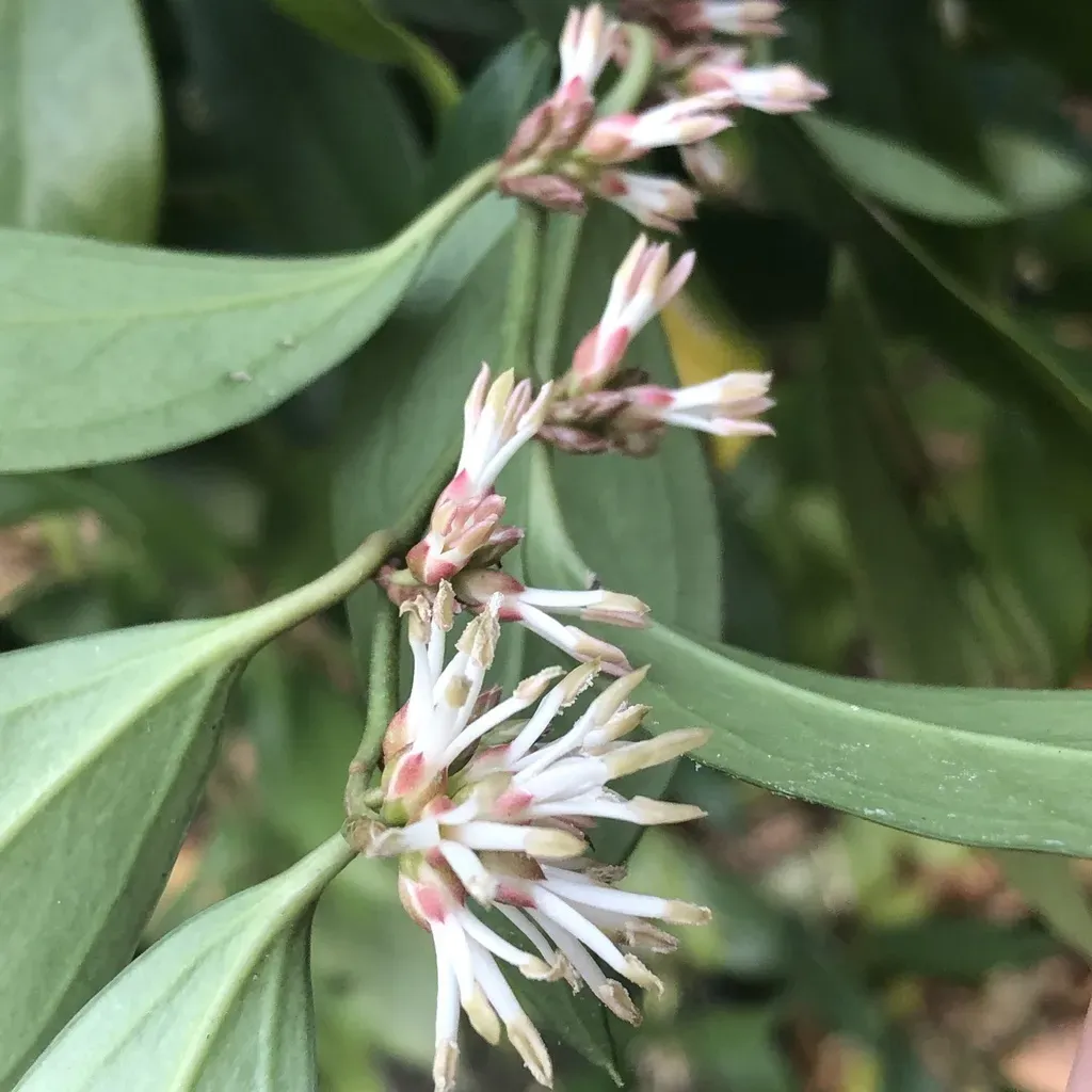 Sarcococca Orientalis