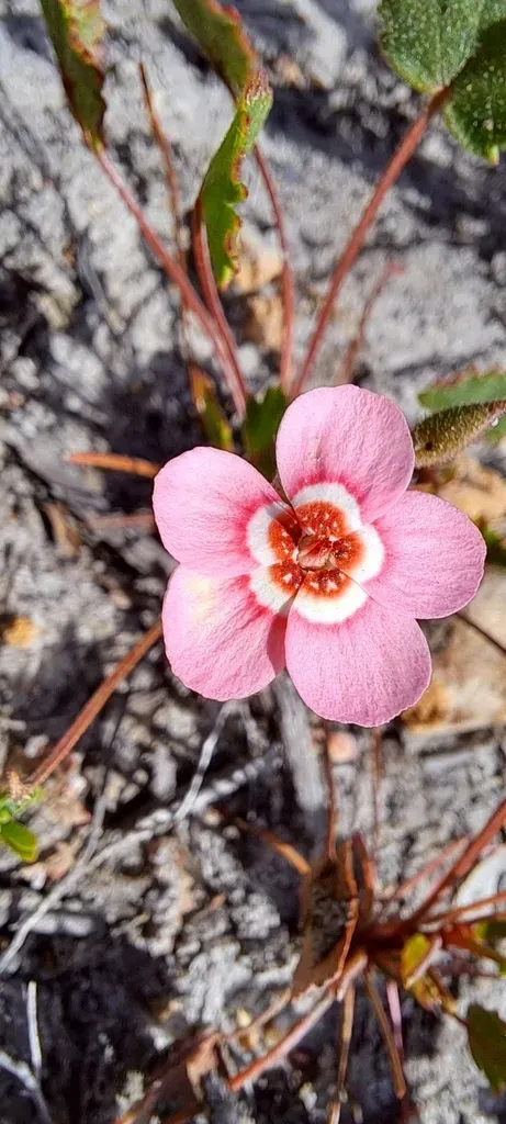 Ring Storksbill