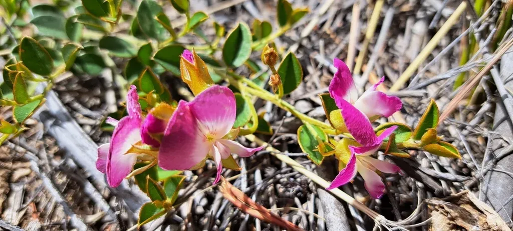 Creeping Capesweetpea