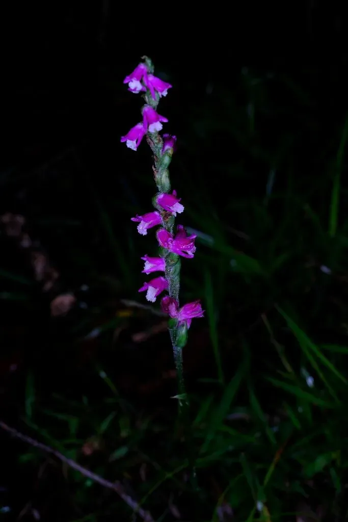 Austral Ladies Tresses