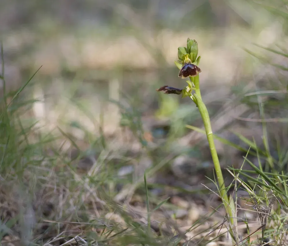 Ophrys × Chobautii