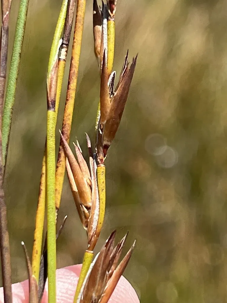 Platycaulos Callistachyus