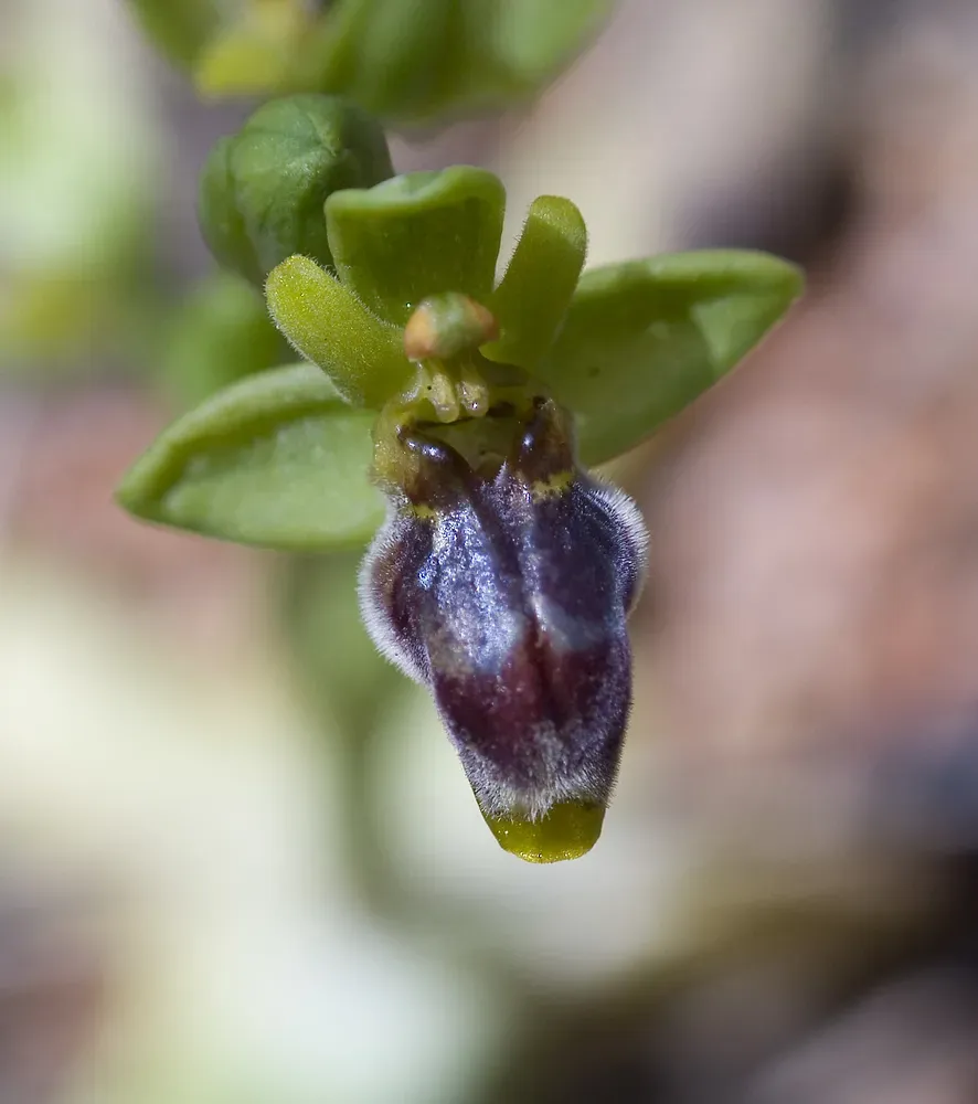 Ophrys × Clapensis