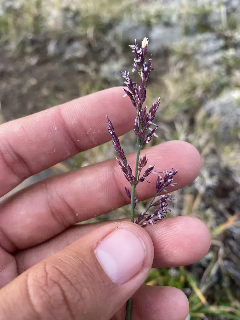 Broadleaf Arctagrostis