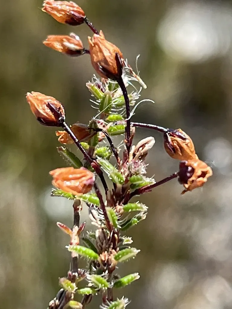 Erica Carduifolia