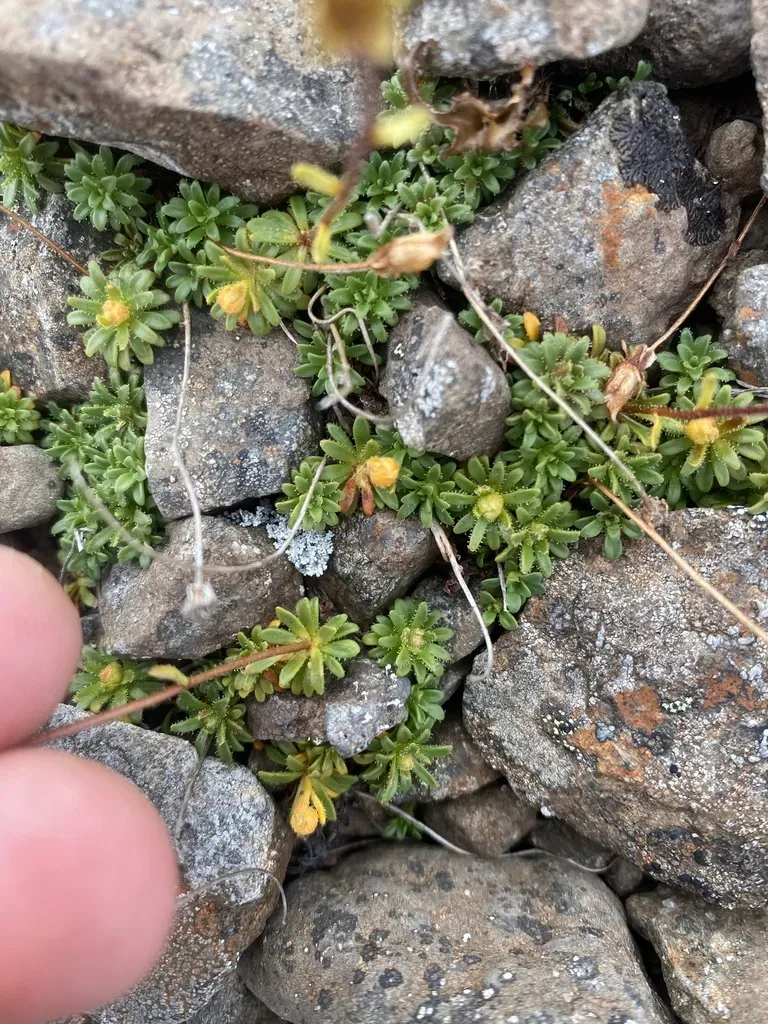 Thymeleaf Saxifrage