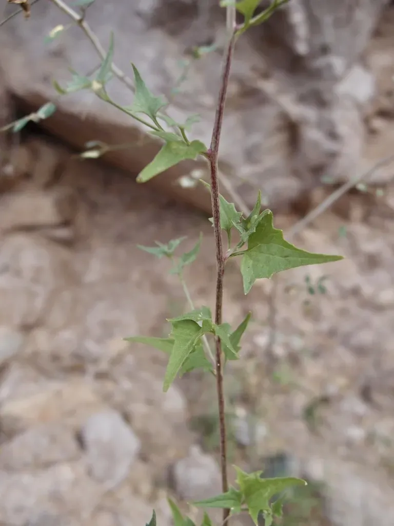 Coulter's Brickellbush