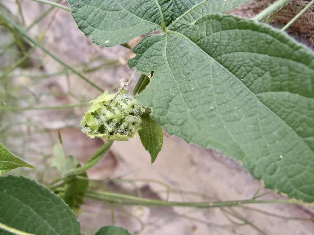 Climbing Dalechampia