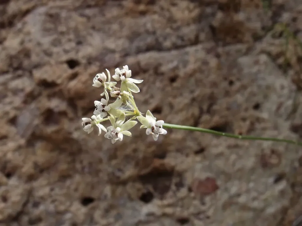 Asclepias Leptopus
