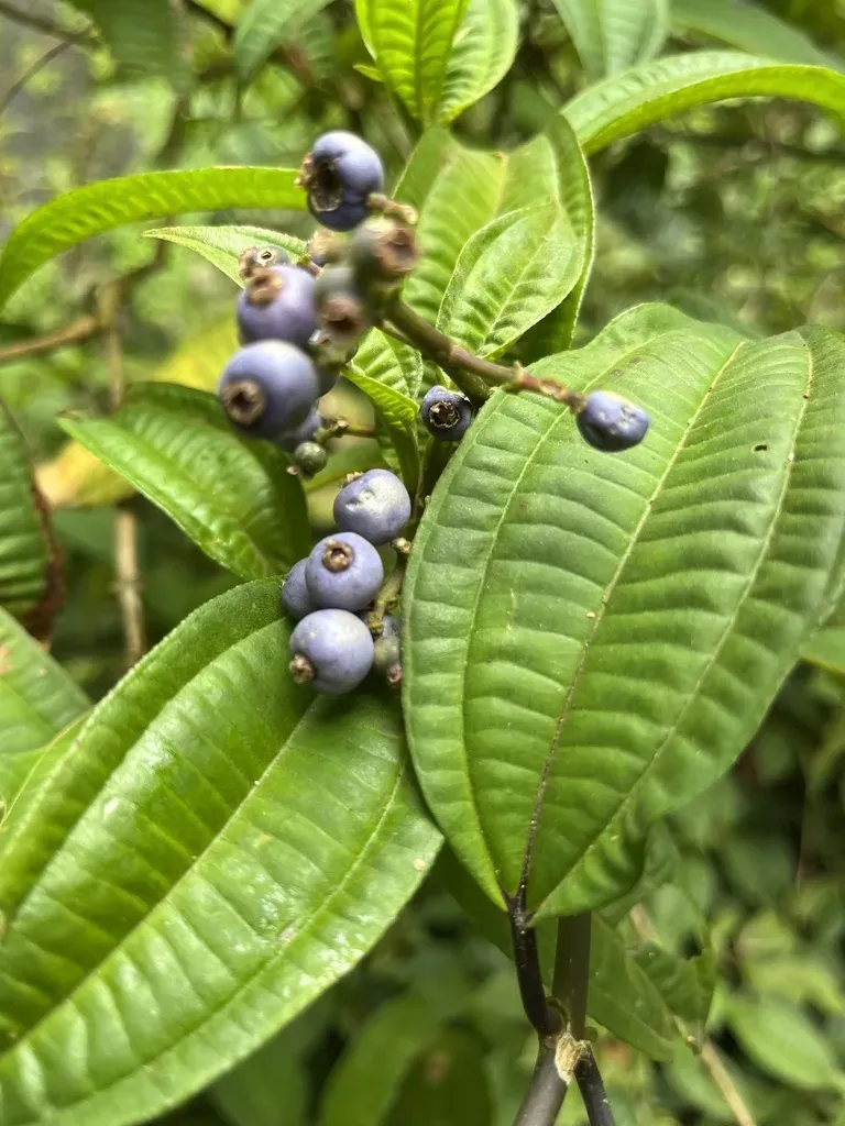 Miconia Annulata