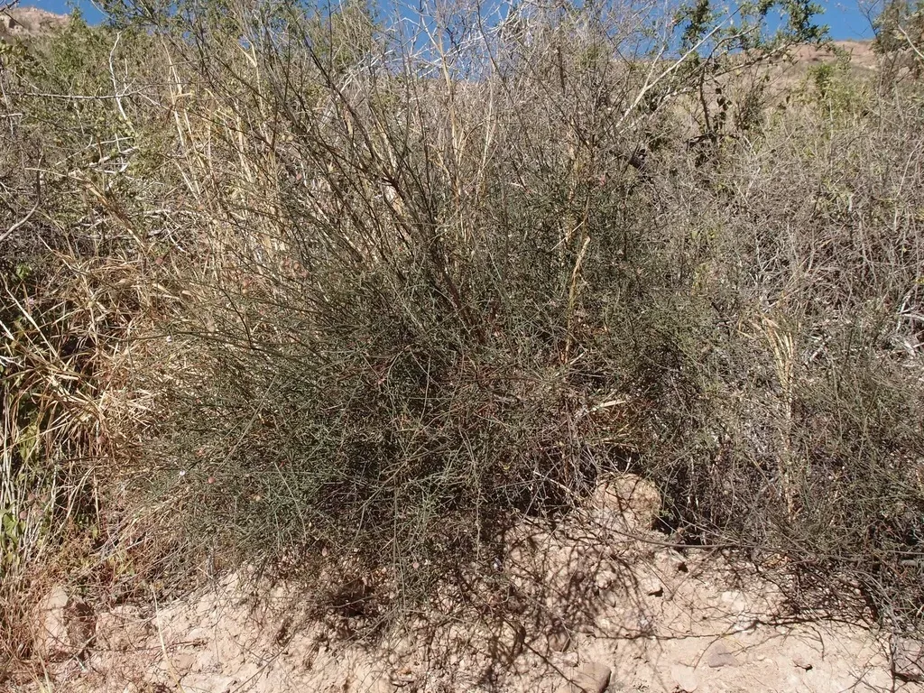 Krameria Sonorae