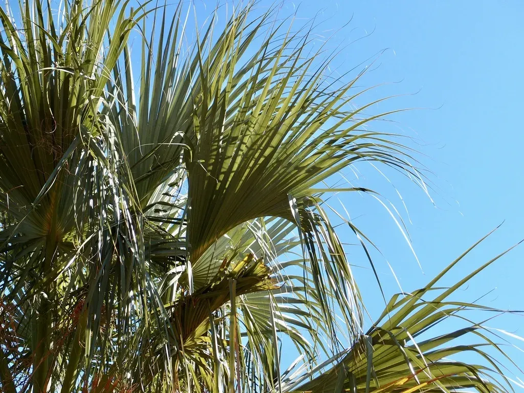 Sonoran Palmetto