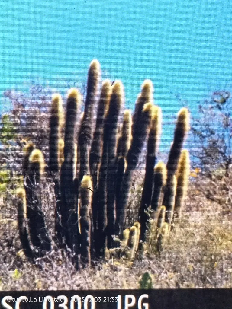 Haageocereus Pseudomelanostele