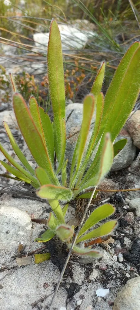 Sandpaper-leaf Sugarbush