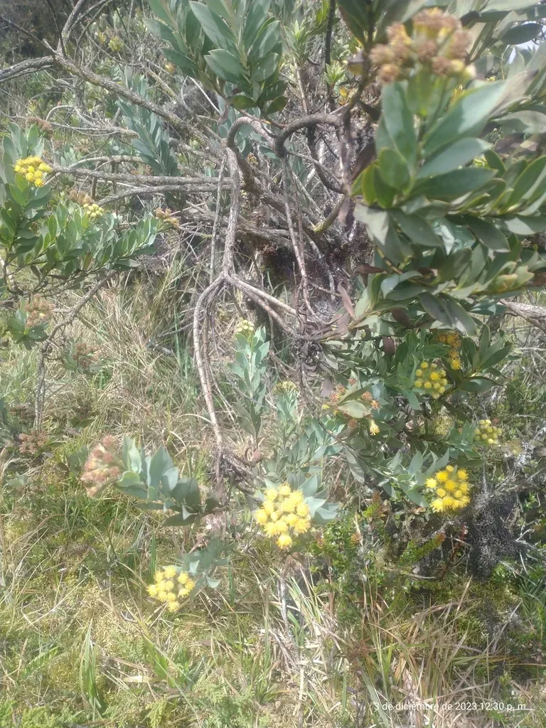 Monticalia Vaccinioides