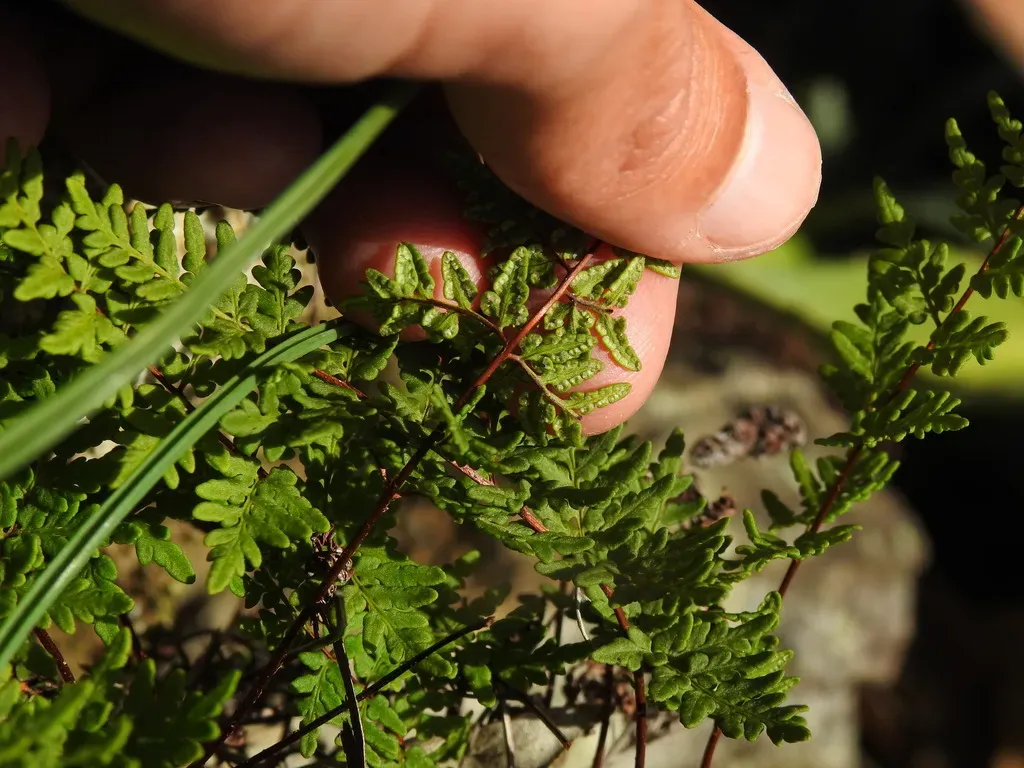 Oeosporangium Guanchicum