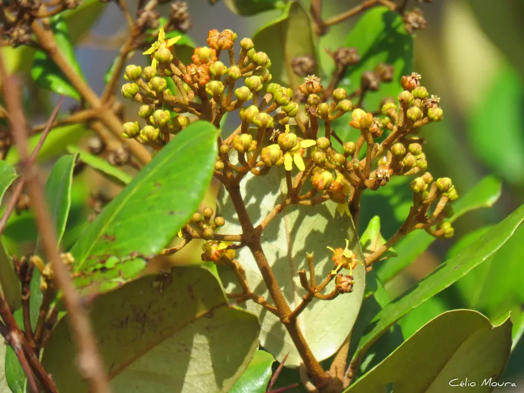 Heteropterys Coleoptera
