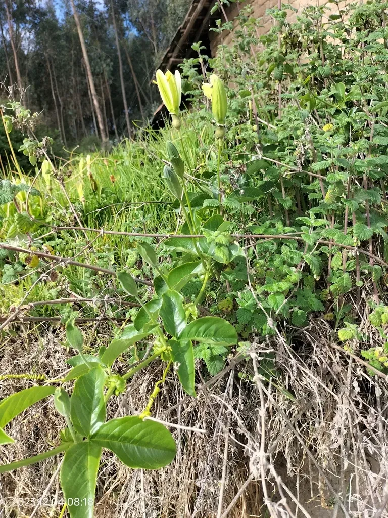 Passiflora Peduncularis