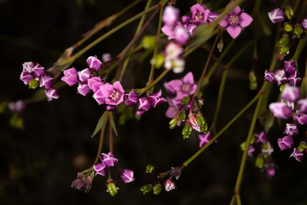 Boronia Tetragona