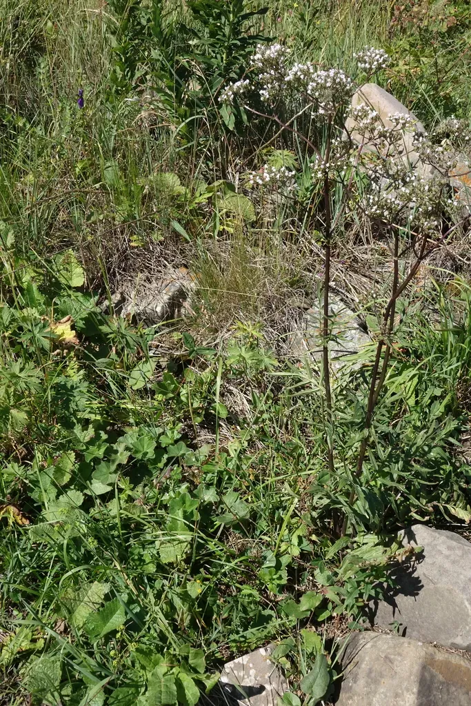 Valeriana Grossheimii