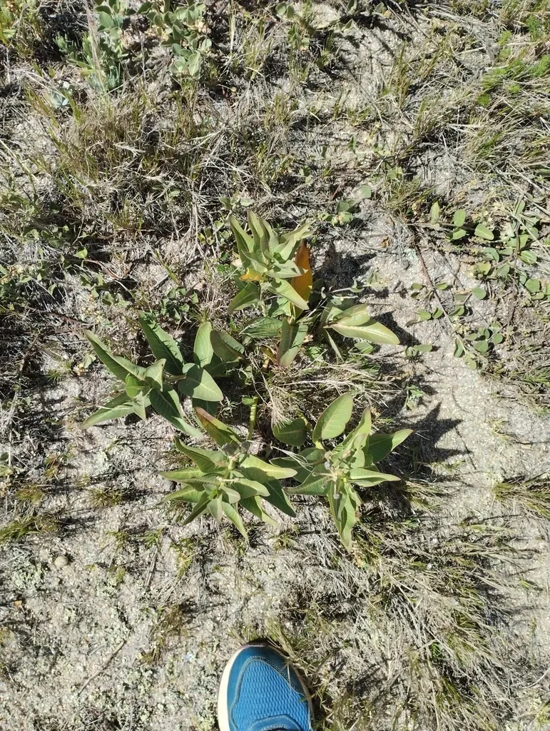 Asclepias Candida