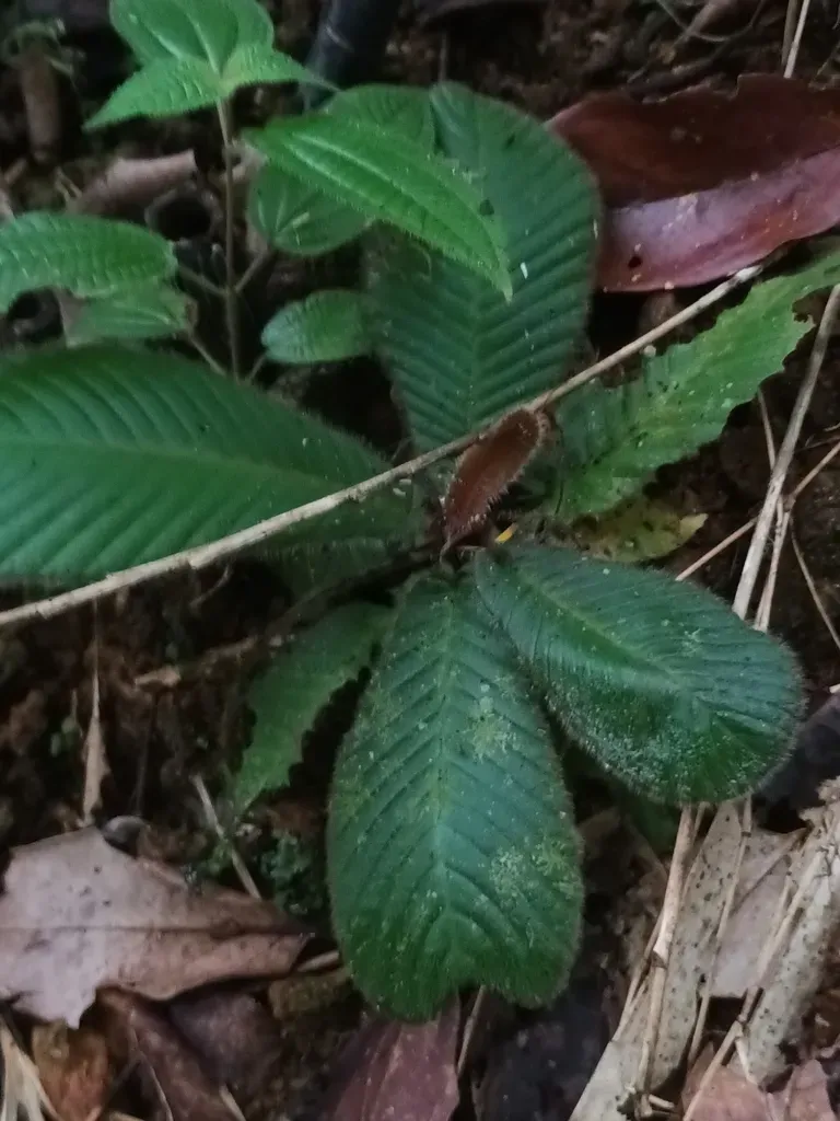 Acrotrema Arnottianum