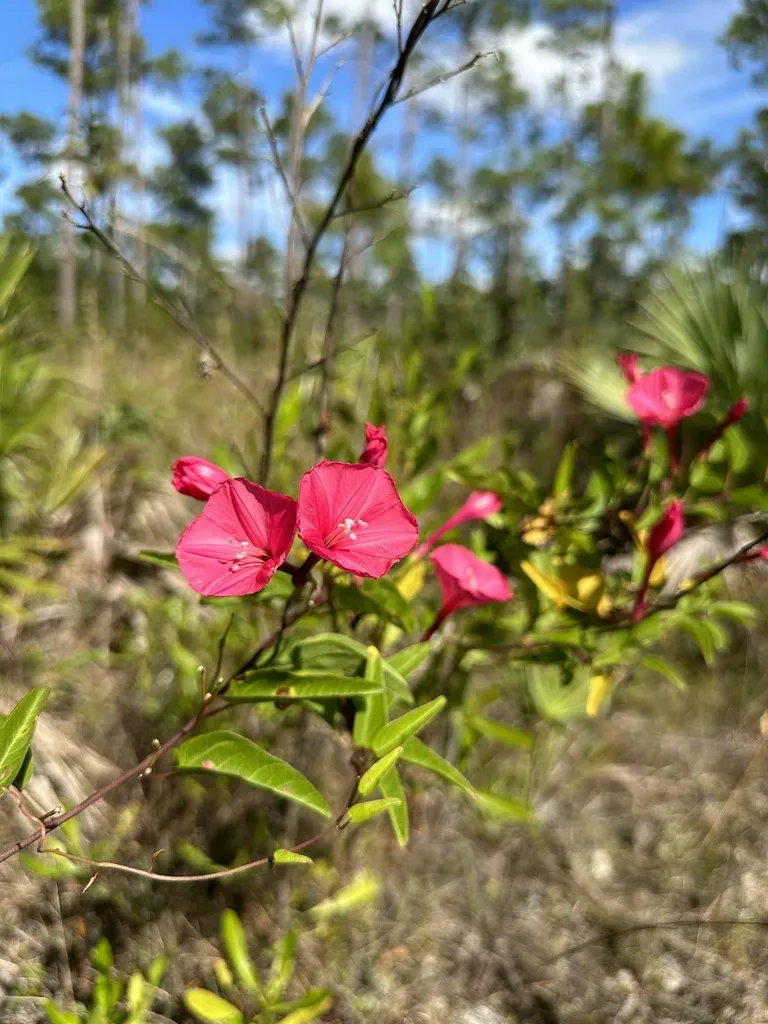 Calcareous Morning-glory