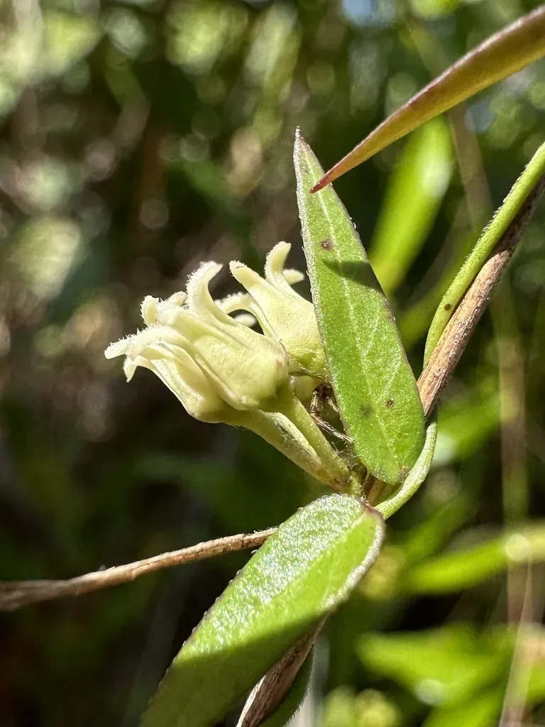 Blodgett's Swallow-wort