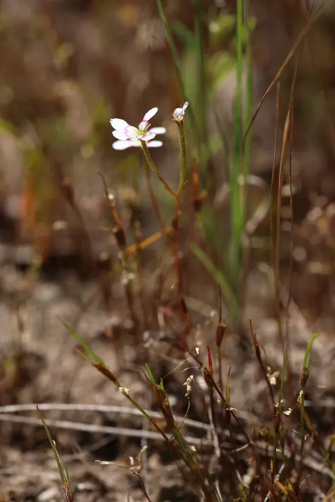 Stylidium Utricularioides