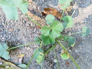 Common Mallow