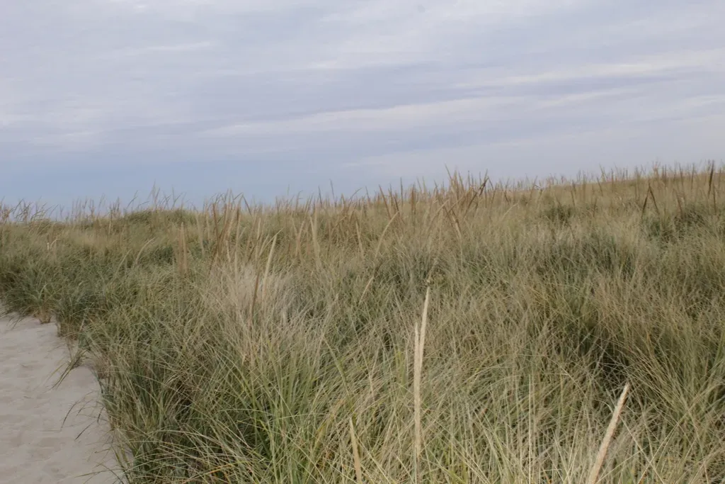 American Marram Grass