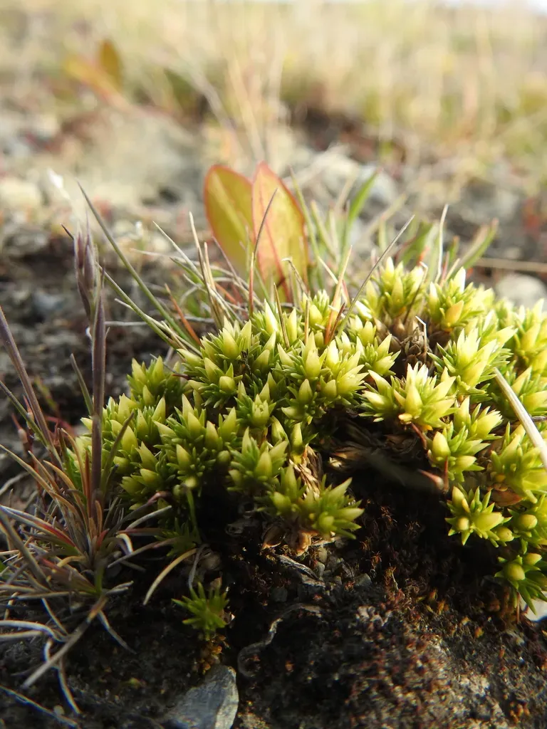 Colobanthus Lycopodioides