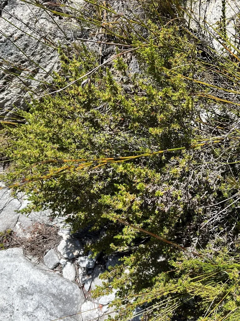 Cliffortia Exilifolia