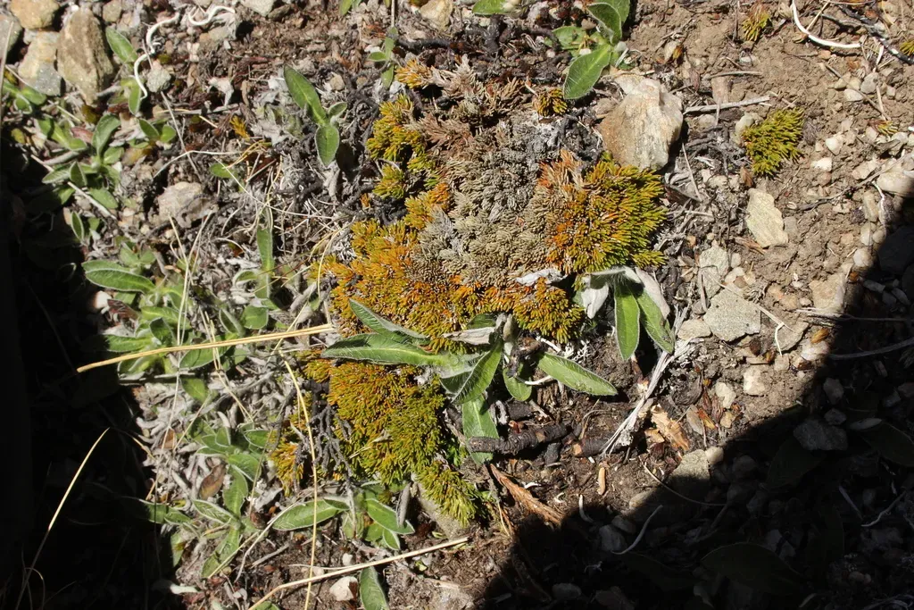 Dracophyllum Muscoides
