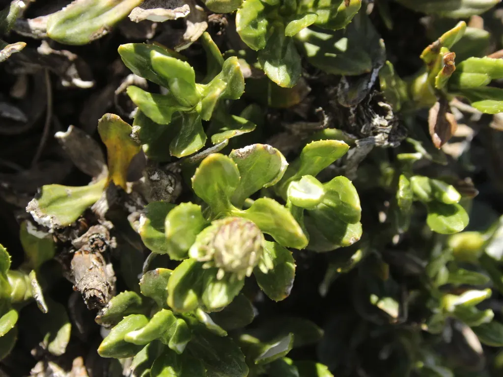 Common Shrub Mountain Daisy