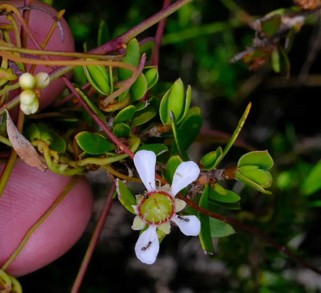 Soft-fruited Tea Tree