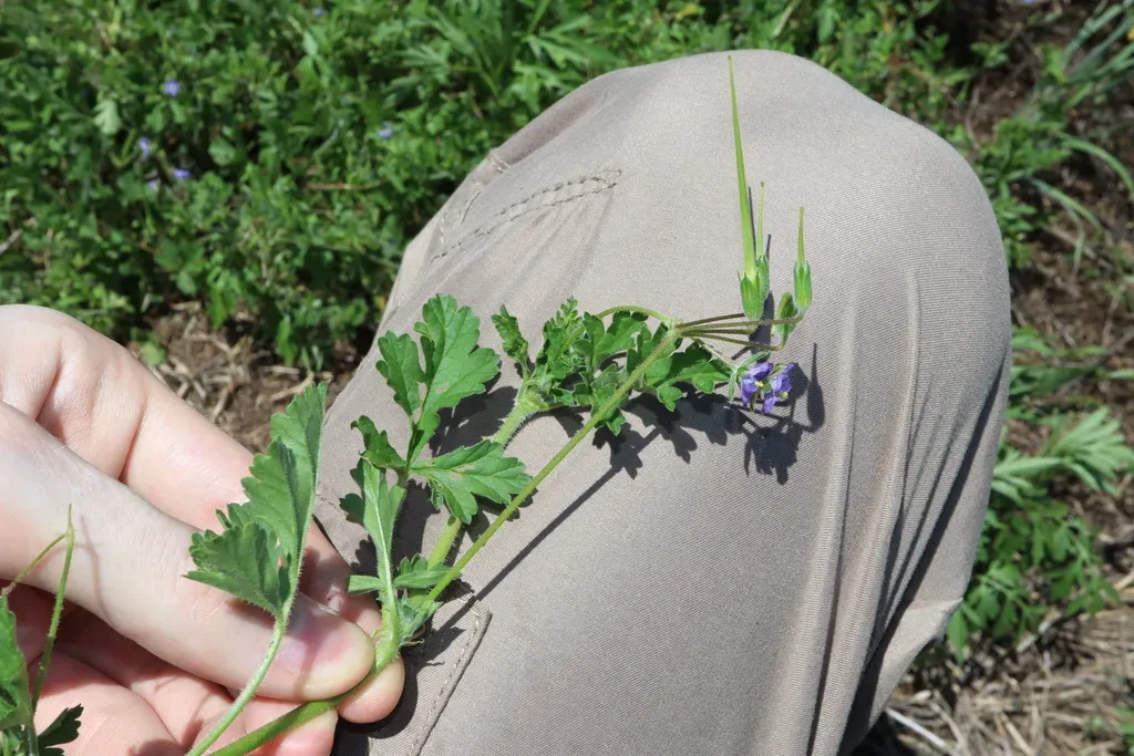 Blue Stork's Bill