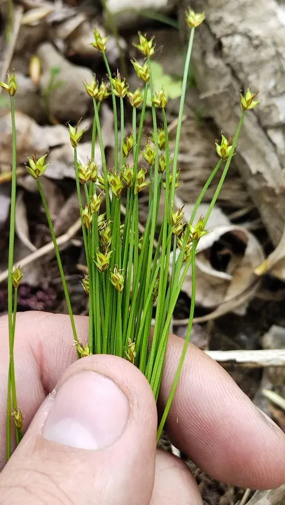 Carex Onoei