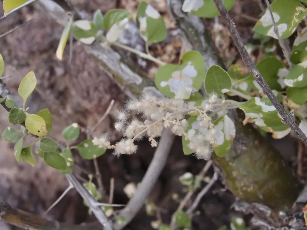Iresine Alternifolia