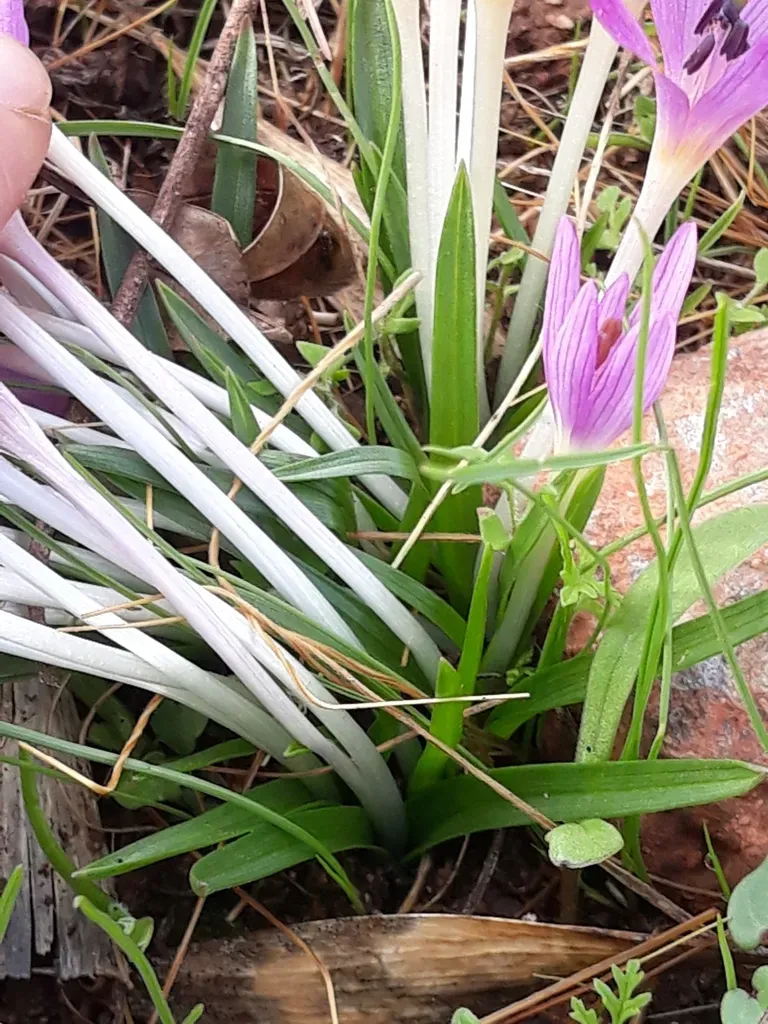 Mediterranean Meadow Saffron