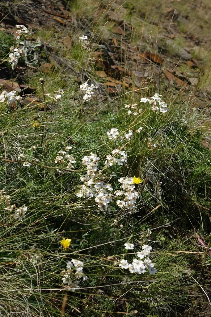 Achillea Ptarmicifolia