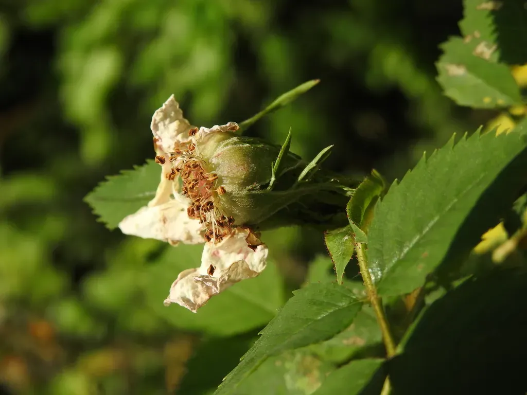 Rosa × Nitidula