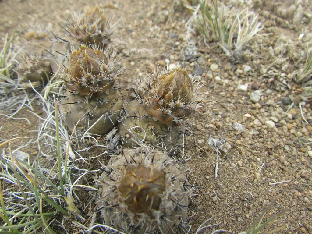 Pterocactus Skottsbergii