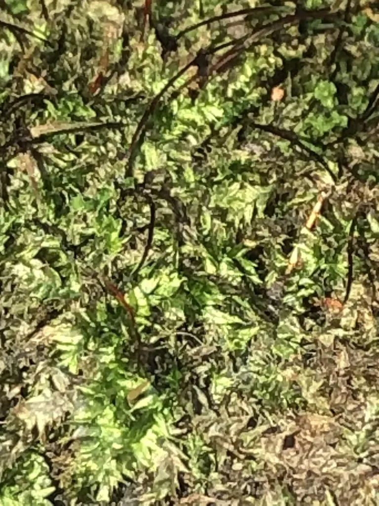 Flat-stem Silk Moss