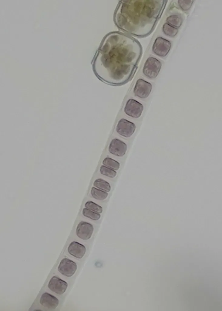 Porphyrostromium Ciliare