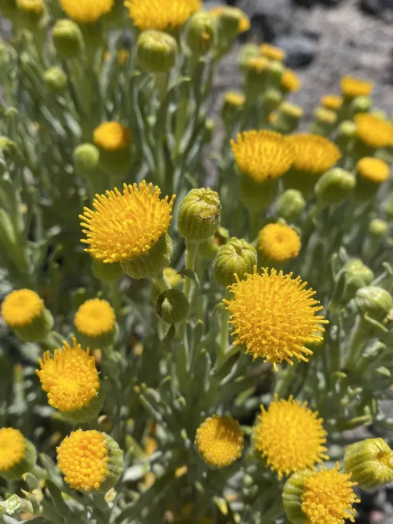 Senecio Volckmannii